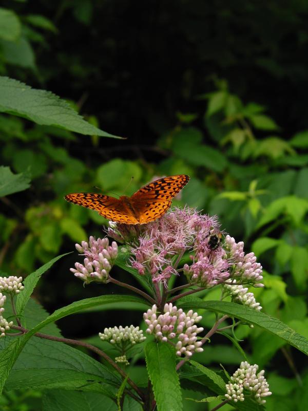 Fritillary