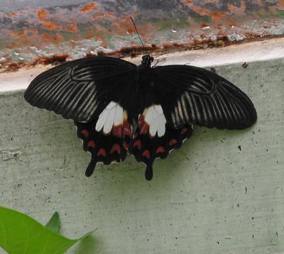 Rumanzovia swallowtail
