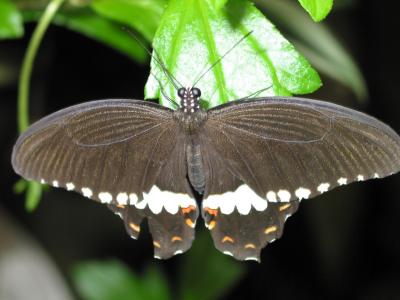 Central American Black Butterfly!