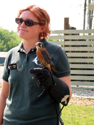 Posing Kestrel