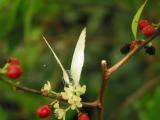 dh_.5.2780.jpg, Butterfly House Amsterdam