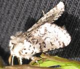 Feralia jocosa moth