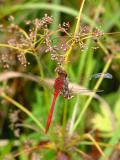 Red Dragonfly with wing damage