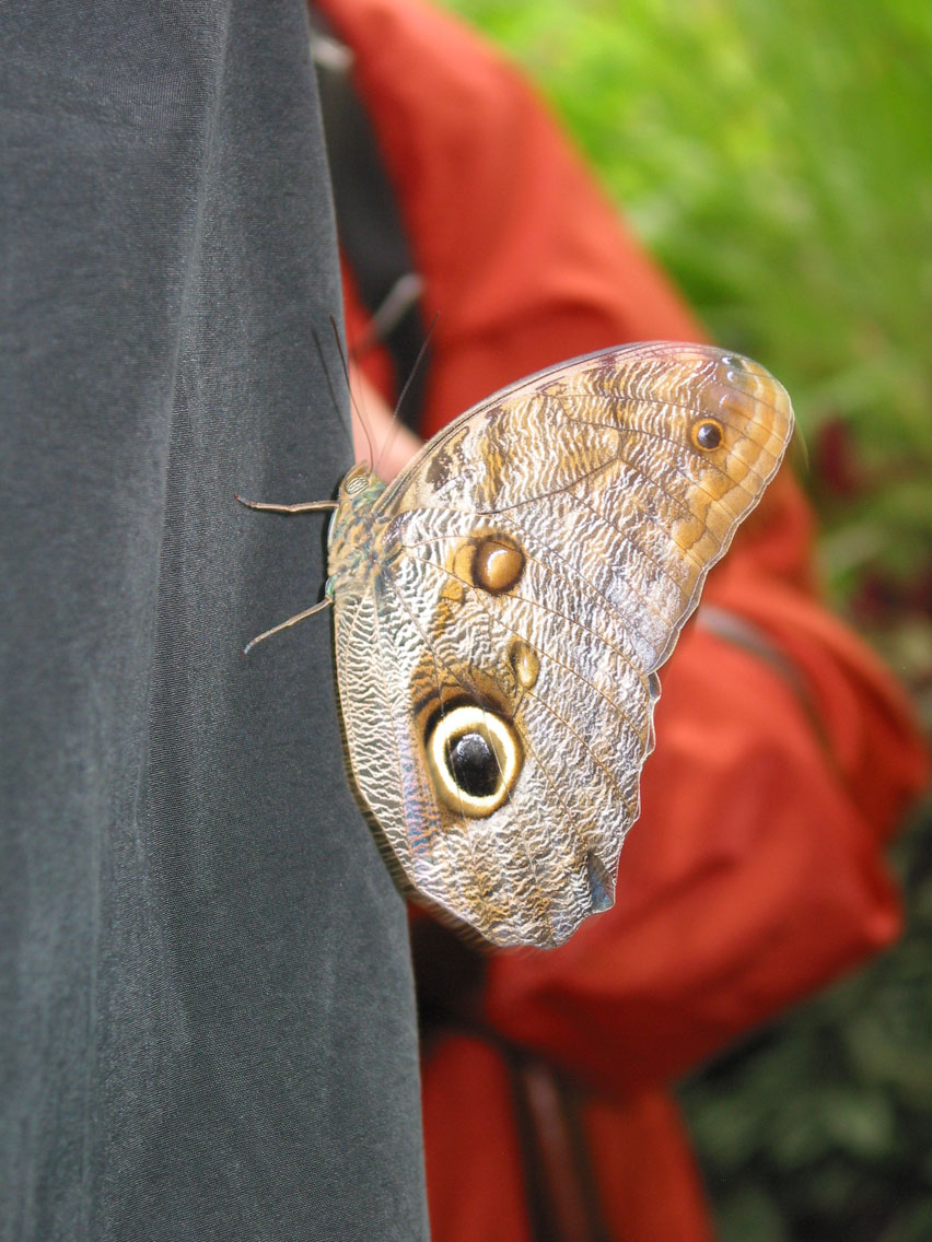 Owl Butterfly on a persons jacket