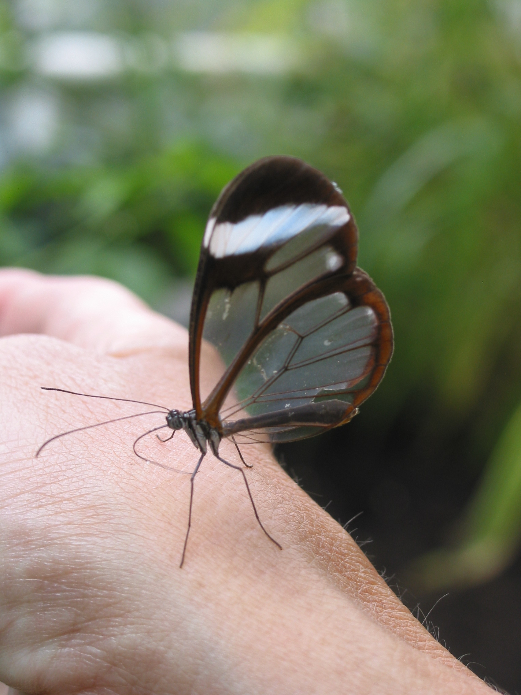 Glasswing on my hand!