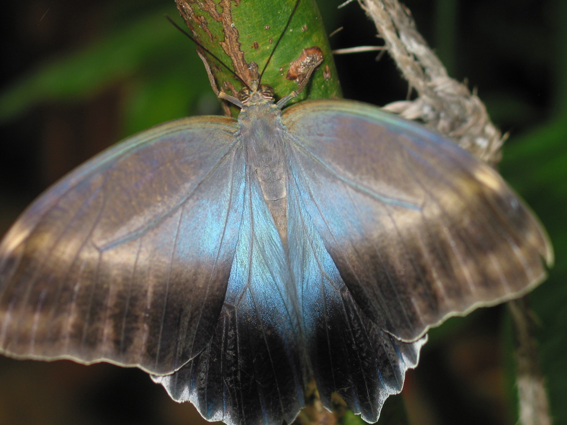 Owl Butterfly inside wings