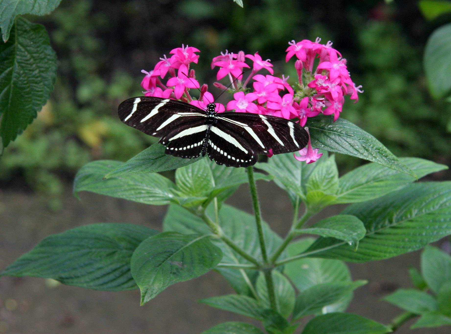 Zebra Butterfly