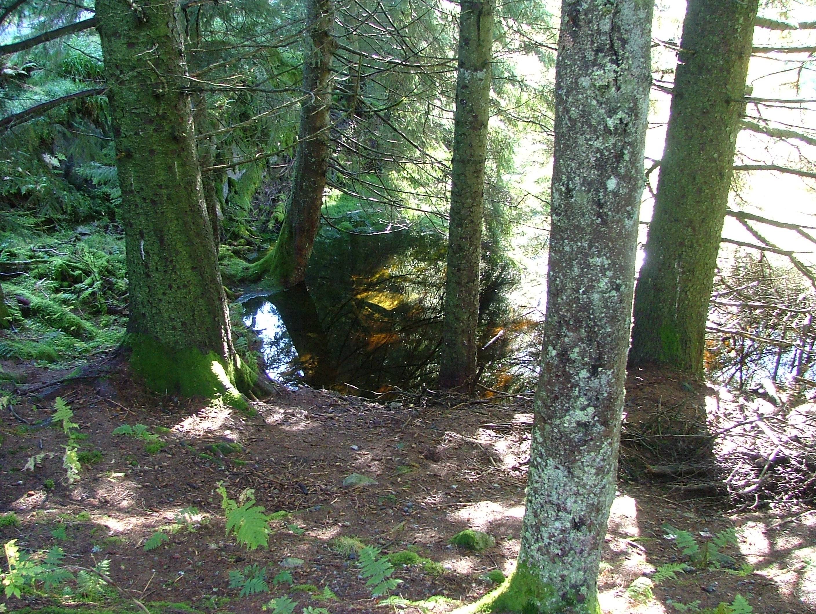 The Golden Treasure in the Wood