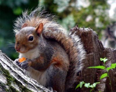 Great Smoky Mountain Squirel