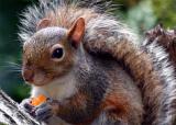 GSM Squirell - crop