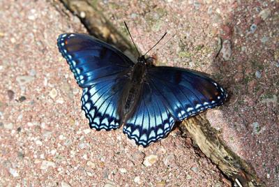 Butterfly 36  s.jpg