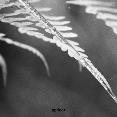 cover-apricot.jpg