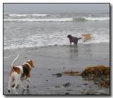 Oh Boy, DOG BEACH!