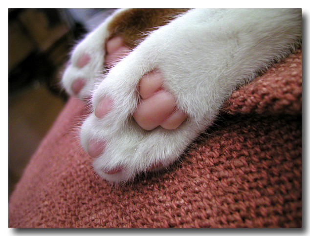 Kitty Cat Toes