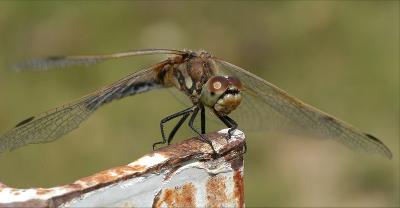 Dragonfly