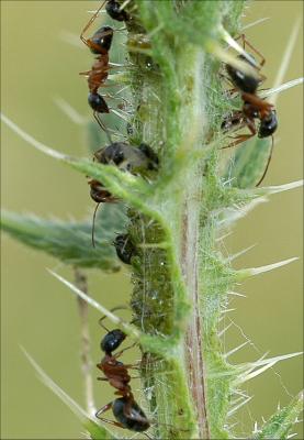 Ants Harvesting Aphids