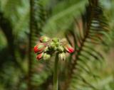 Geranium Bud