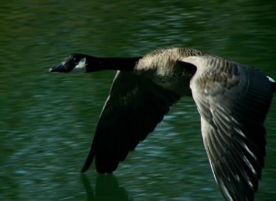 Canada goose in flight.jpg