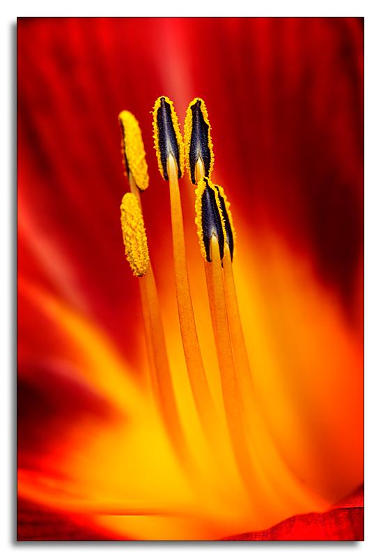 Red Lily