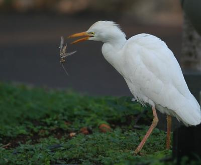 Cattle Egret With Dinner Bubulcus ibis