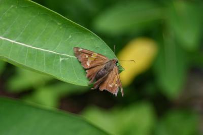 Adirondac-Butterfly.jpg