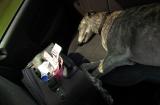 My usual travelling companion - Greyhound Roman