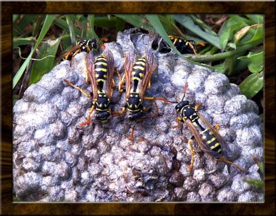A Gathering of Wasps