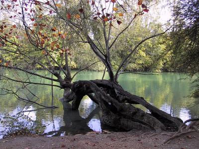 A Falling Tree