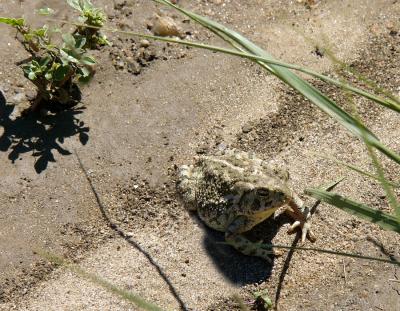 7-04-buffo-the-toad.jpg