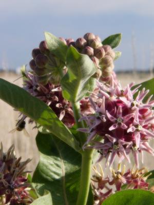 7-04milkweed-bee.jpg