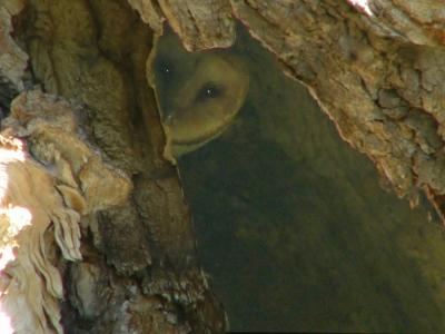 7-04-barnowl_filtered.jpg