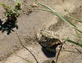 7-04-buffo-the-toad.jpg