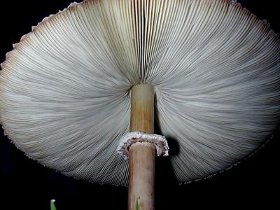 Fungus