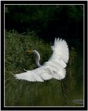 egret_landing_DSC_8186_web.jpg