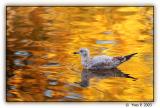 On Golden Pond ...