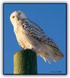 Snowy Owl ...