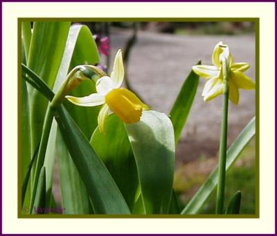 Tete a Tete daffodils