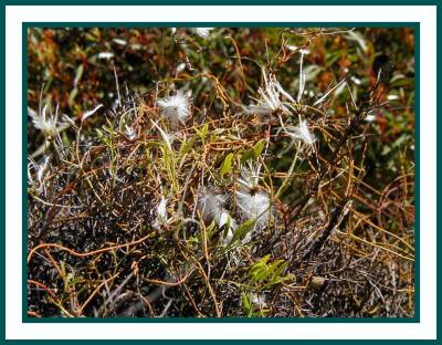 Dodder & Clematis microphylla