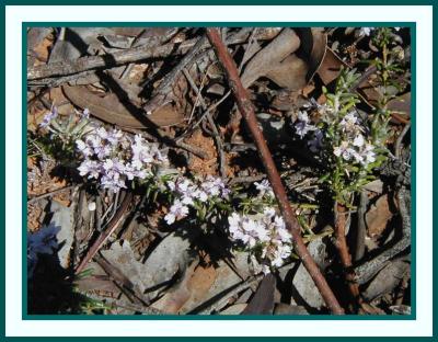 Dampiera rosmarinifolia