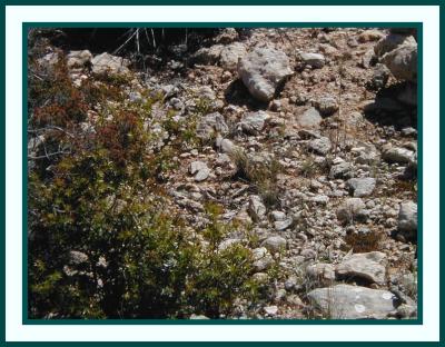 Natural rock-garden