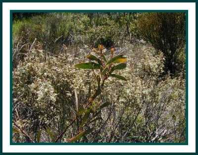 Natural scrublands