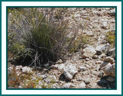 Natural rock-garden