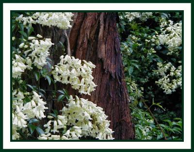 Pandorea pandorana alba