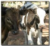 Two calves