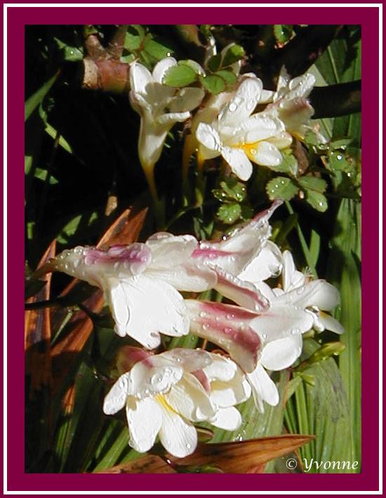 Freesias