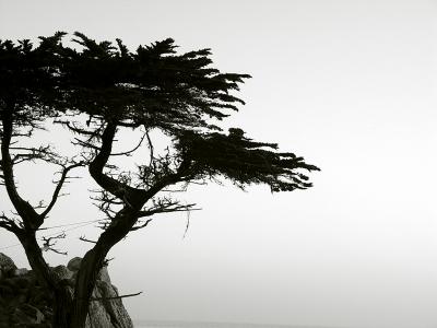 u32/zensimple/medium/20642995.lone_cypress04BWSM.jpg