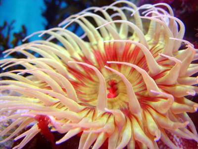 Fish-Eating Anenome