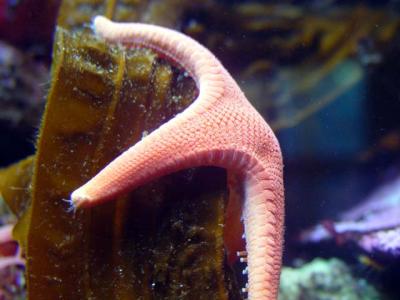 Starfish