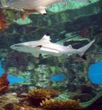 Black Tipped Reef Shark