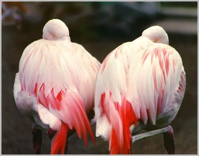 two_flamingoes.jpg